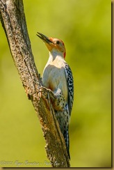 Red-bellied Woodpecker