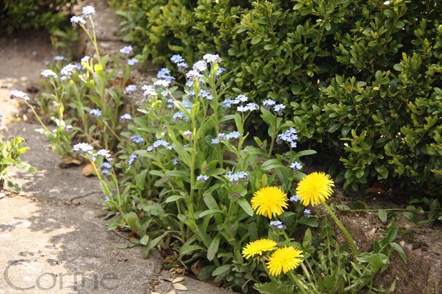 paardebloemen paardebloemen