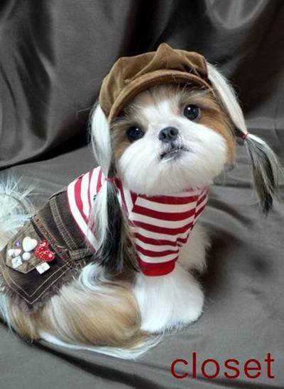 Nice Hairstyles for pets..