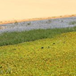 Visa album