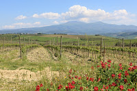 View of Mt Amiata