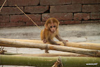 Baby monkey