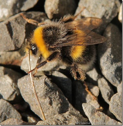 bumblebee-1
