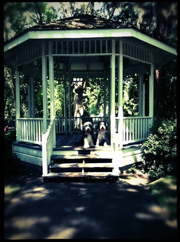 [photodogs%255B3%255D.jpg]