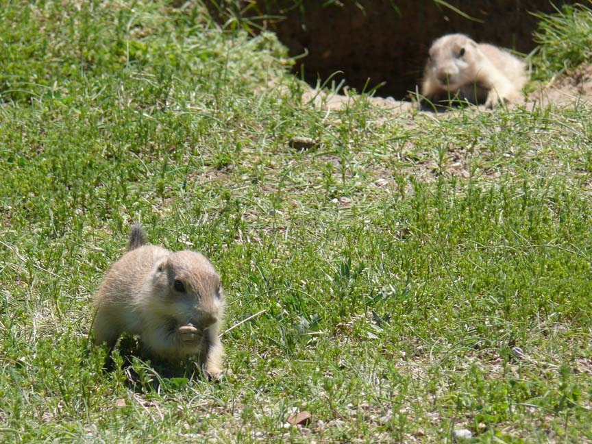 [Baby%2520Prairie%2520Dogs%255B14%255D.jpg]
