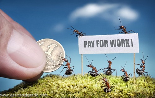 ants demand payment for work