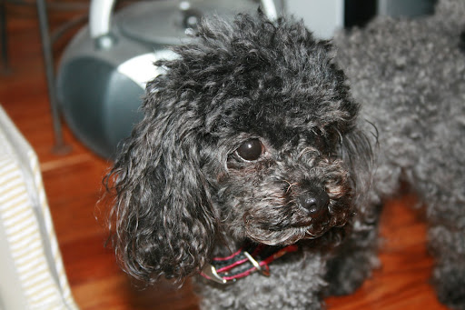 Lilly shyly poses for the camera. (photo credit: James Mulvenon)