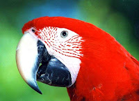 aves.jpg