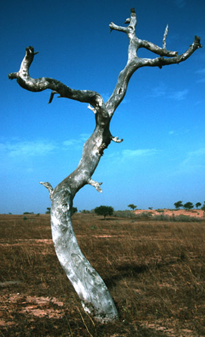 A dead ironwood tree (Prosopis africana) in Senegal, West Africa, is one of many trees that have died due to climate change. Patrick Gonzalez