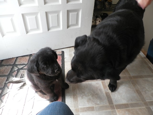 [puppy%252002%255B2%255D.jpg]