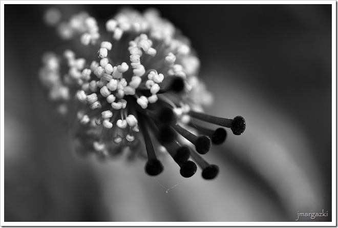 DSC_4991 DSC_4991