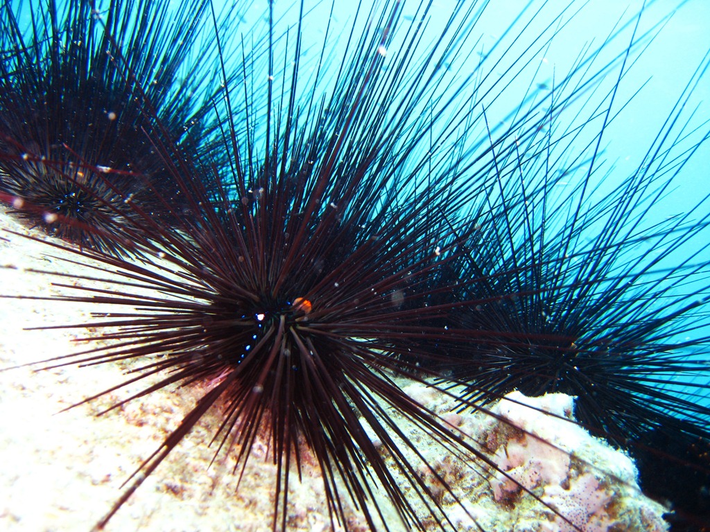 [Sea-Urchins3.jpg]