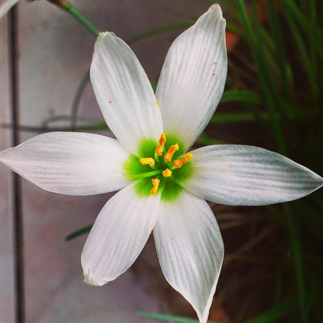 fleur fleur
