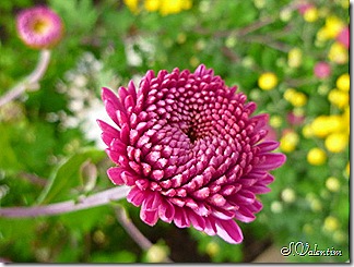 P1190046 P1190046