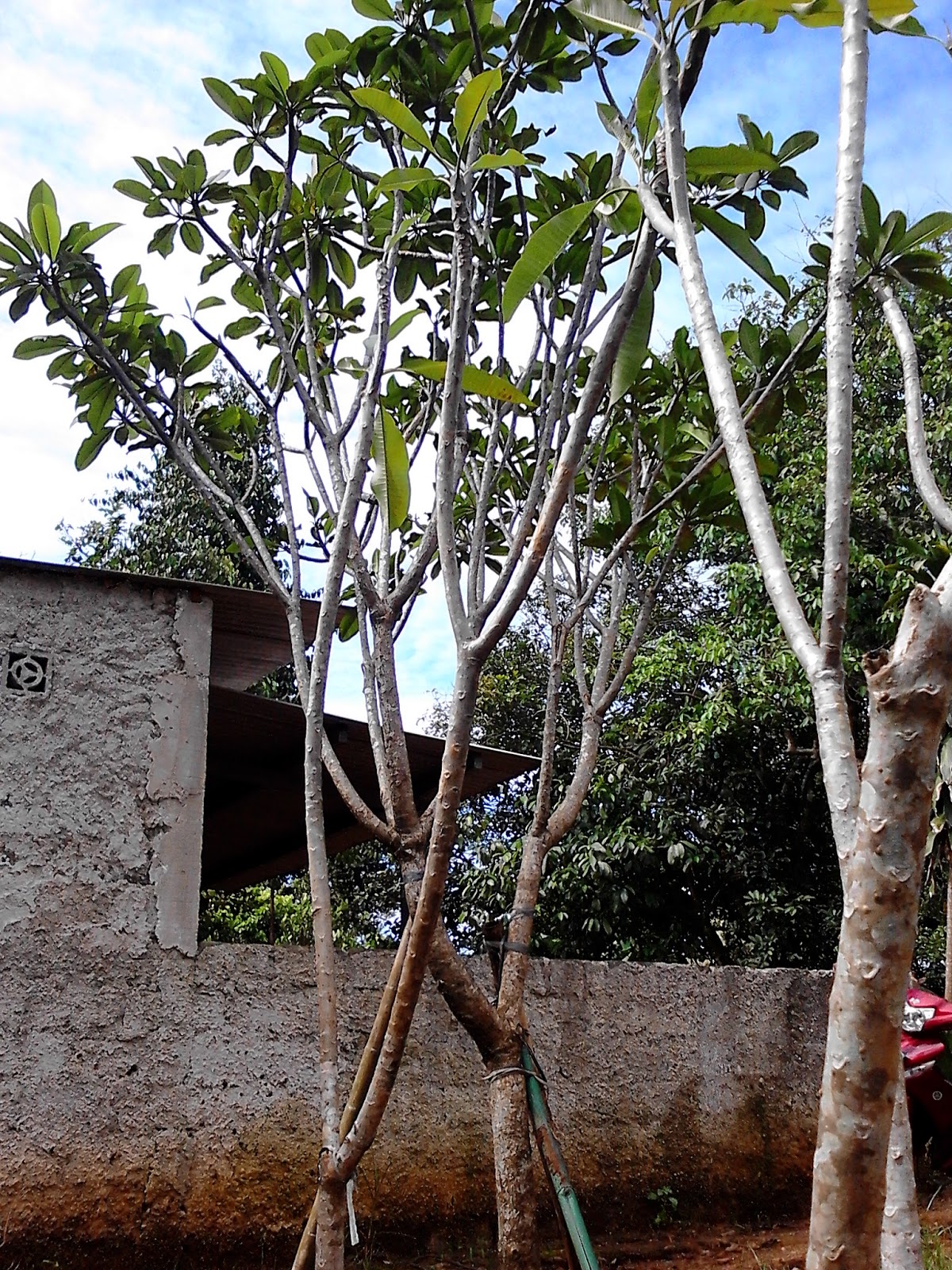 Jual pohon kamboja | pohon pelindung | taman bali | - Tukang Taman