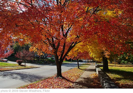'Autumn at IU' photo (c) 2009, Steven Weathers - license: http://creativecommons.org/licenses/by-sa/2.0/
