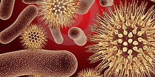 [bacterias%2520olfato%255B4%255D.jpg]