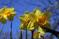 Daffodils in Hyde Park