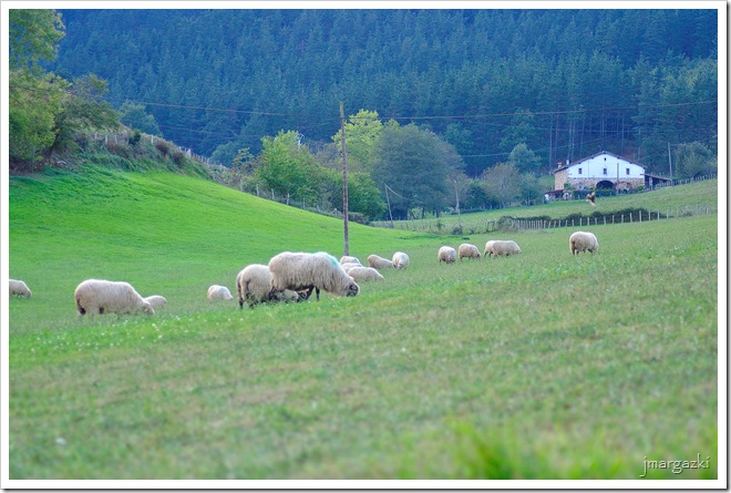 DSC_7347 DSC_7347