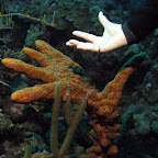 Nicely shaped coral