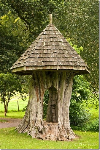 natural tree house