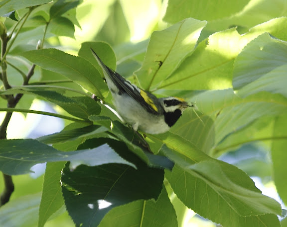 GOLDEN-WINGED WARBLER, Ringwood Manor, 6/24/12