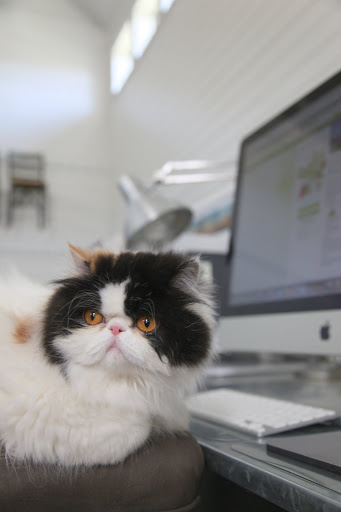 I've been told that there is even a contest where you can win a trip to New York City for a Green Cat Walk Event.  Let's take a look at their Web site.