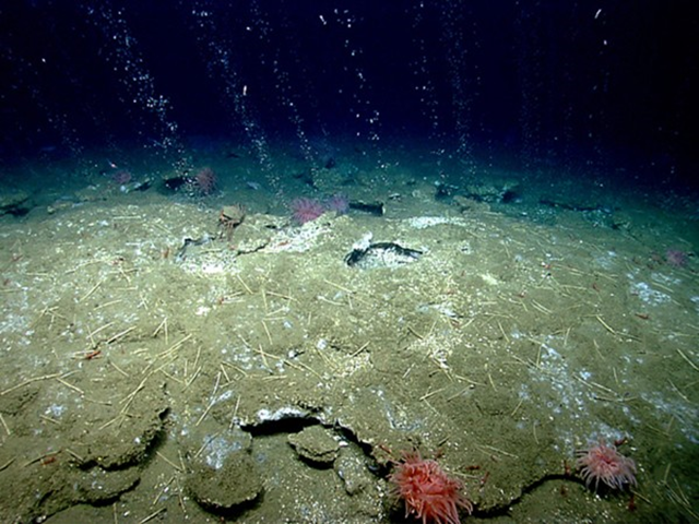 A natural methane seep on the ocean floor off the U.S. coast. Researchers have discovered 570 plumes of methane percolating up from the sea floor off the eastern coast of the United States, a surprisingly high number of seeps in a relatively quiescent part of the ocean. Photo: 2013 Northeast U.S. Canyons Expedition / NOAA Okeanos Explorer Program