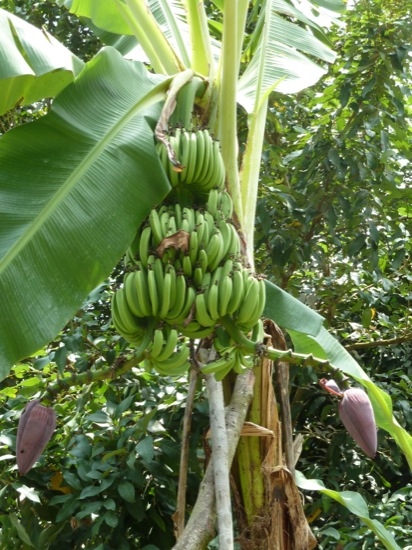 P1050151.jpg Bananas - we were told that this was quite a rare banana as it had two flowers