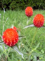 赤い花 赤い花
