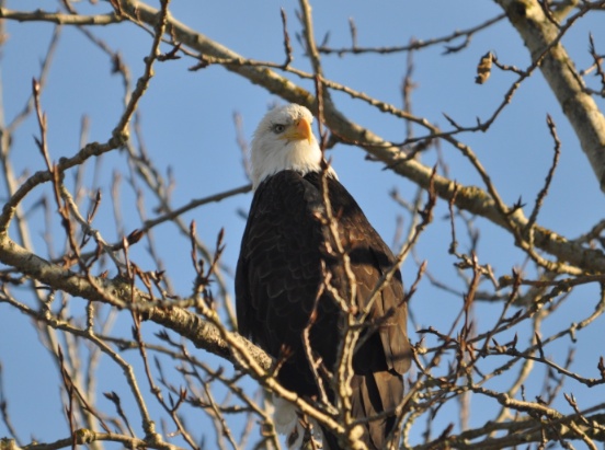 eagle1.jpg Eagle1