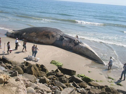 [biggest%2520animal%2520in%2520the%2520world%252001%255B5%255D.jpg]