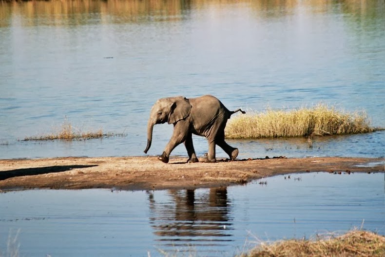 chobe chobe