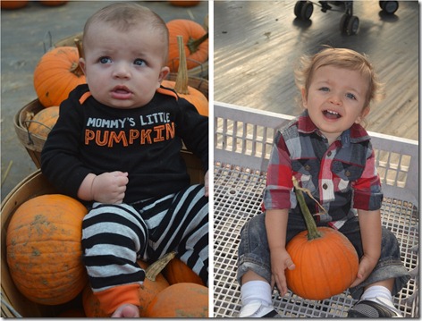 Compare - Pumpkins (1)
