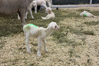 A newborn lamb stretching his legs