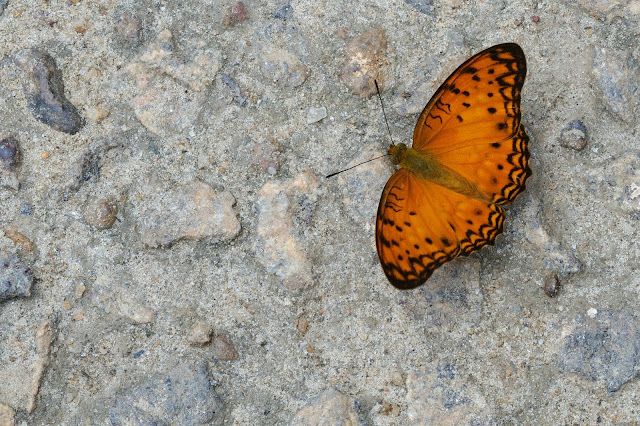 Phalantha eurytis (DOUBLEDAY, 1847). Ebogo (Cameroun), 25 avril 2013. Photo : Daniel Milan
