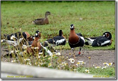 Slimbridge WWT - Rain