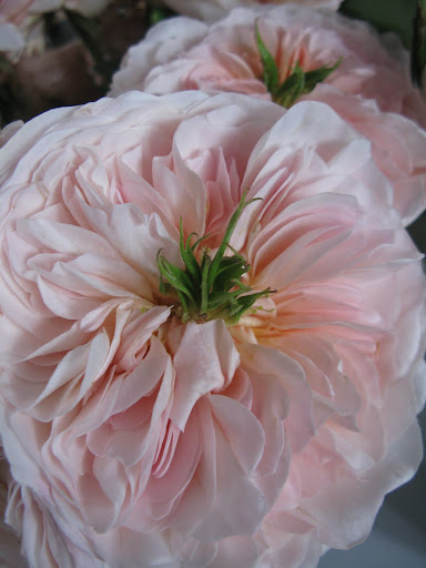 One of the craziest varieties of roses I've ever seen.