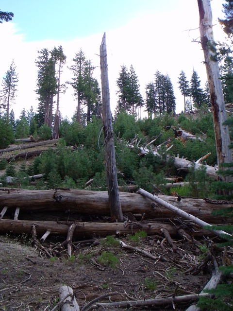 [mammoth%2520041%255B5%255D.jpg]