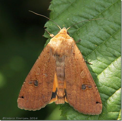 Large-Yellow-Underwing-2 (2)