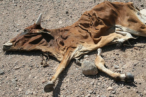 The dessicated body of a steer lies in the sand in East Africa, a victim of the 2011 drought. thetopnewz.com