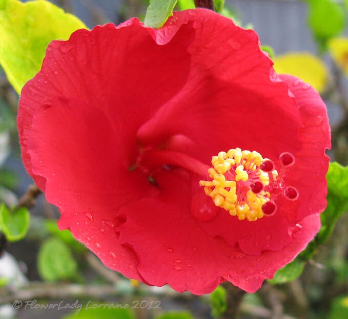 [07-06-hibiscus35.jpg]