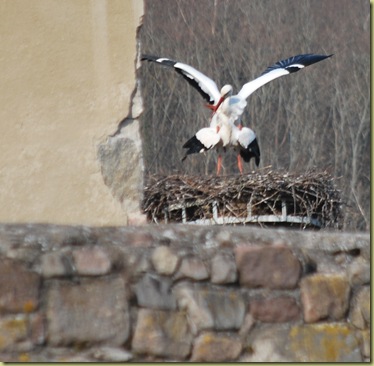 S DSC_0169 Storks mating