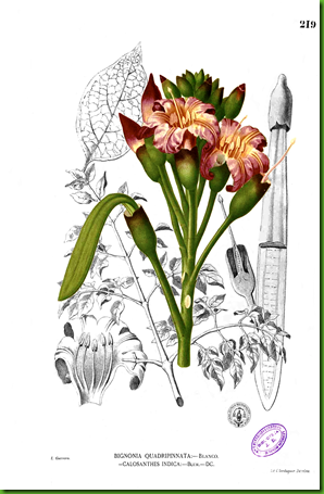 Oroxylum_indicum Oroxylum_indicum