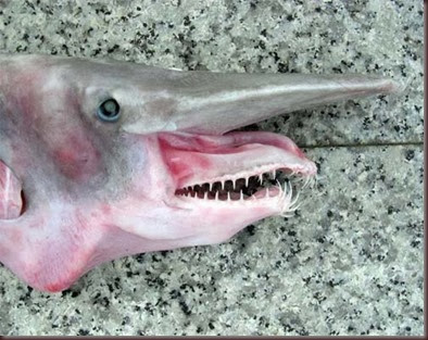 Amazing Animal Pictures Goblin Shark (10)