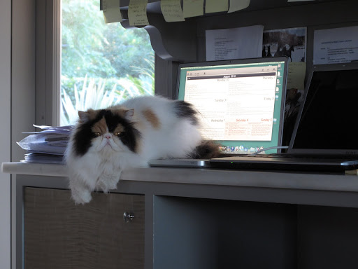 And now Princess Peony is on Martha's desk!  I don't like where this is going!