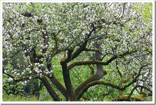 120506_old-apple-tree