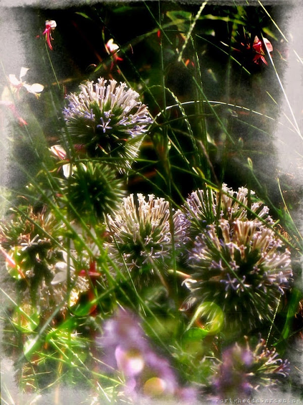 echinops, gaura, dry garden