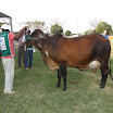 superleite2011_dia1607_60.JPG