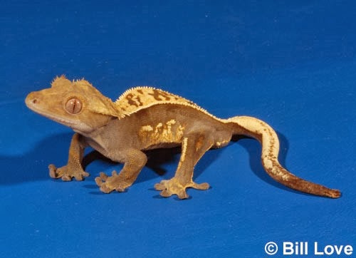 [Amazing%2520Animal%2520Pictures%2520crested%2520geckos%2520%25283%2529%255B3%255D.jpg]